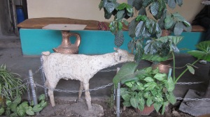 A goat eating coffee beans--did you expect something else?